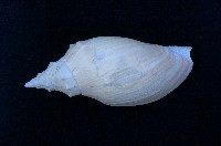 藏品(貝氏渦螺)的圖片